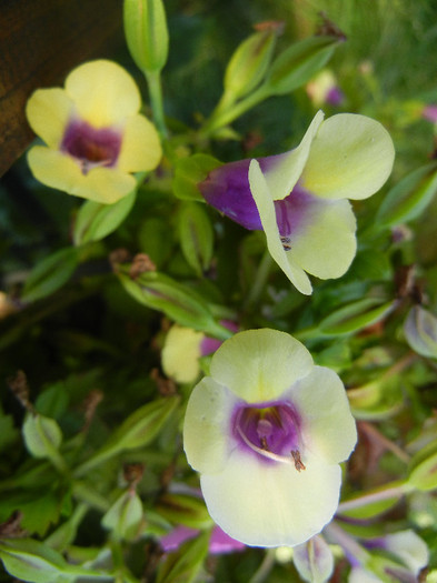 Torenia Gilded Grape (2012, July 03) - TORENIA Gilded Grape