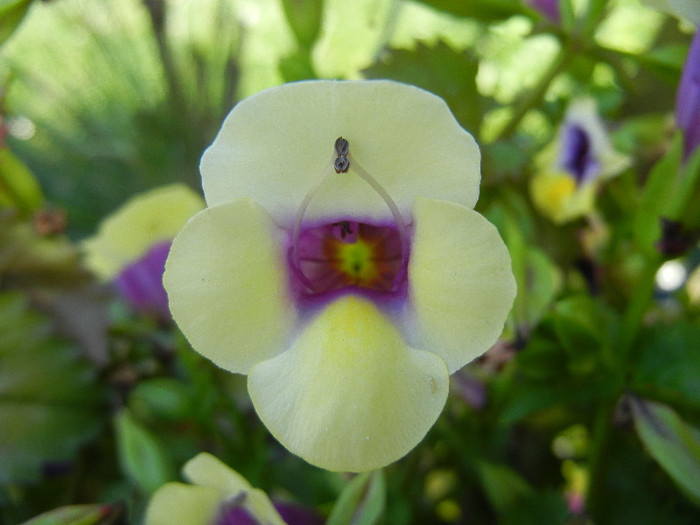 Torenia Gilded Grape (2012, July 03)