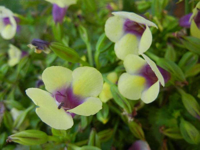 Torenia Gilded Grape (2012, July 03) - TORENIA Gilded Grape