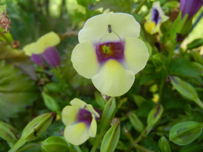 Torenia Gilded Grape (2012, July 03) - TORENIA Gilded Grape