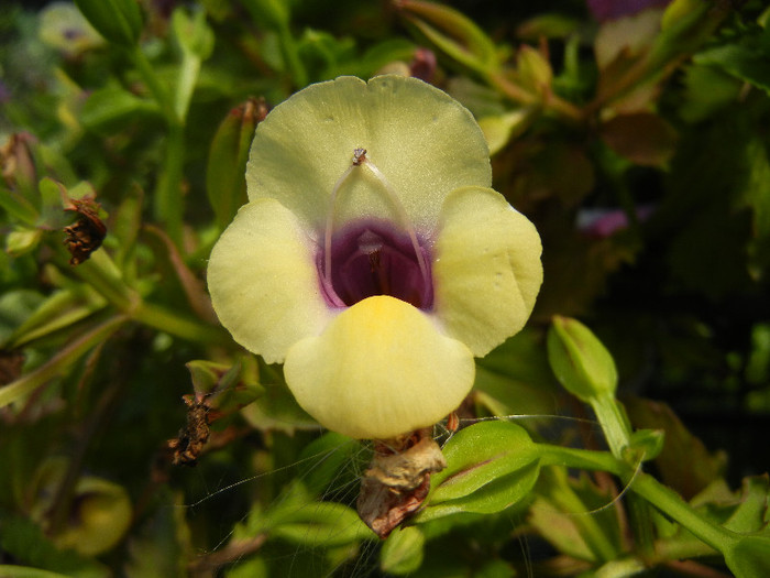 Torenia Gilded Grape (2012, July 03) - TORENIA Gilded Grape