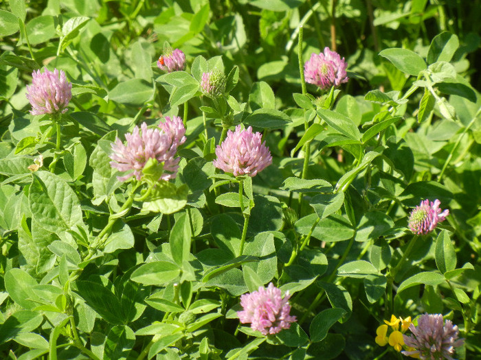 Red Clover (2012, July 03)