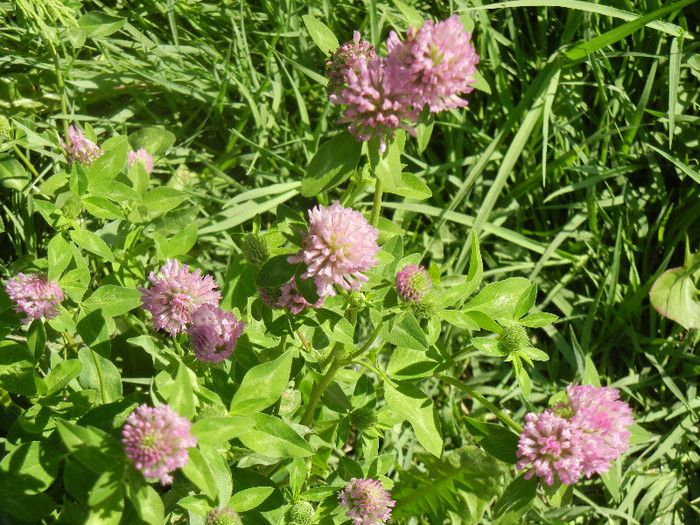 Trifolium pratense (2012, July 03)