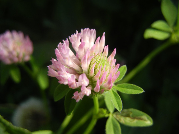 Trifolium pratense (2012, July 03)