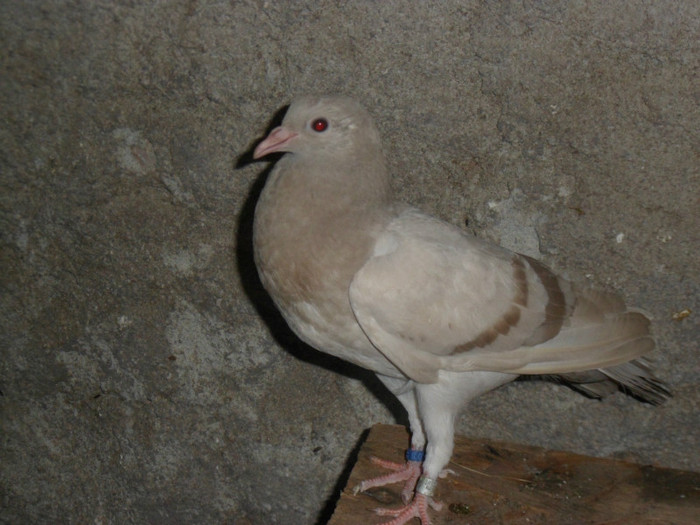 RO 12 2049; SAM_6703
