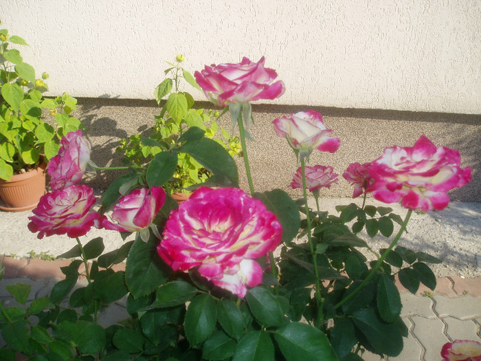P1010291