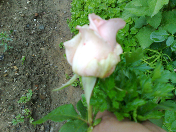 07032012450 - trandafiri 2012