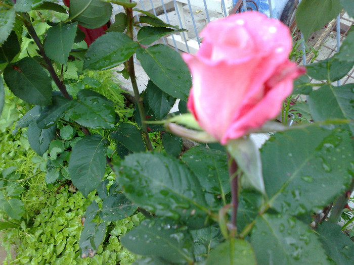 07032012449 - trandafiri 2012