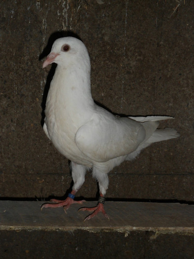 mascul metis 50% voiajor; SAM_6744
