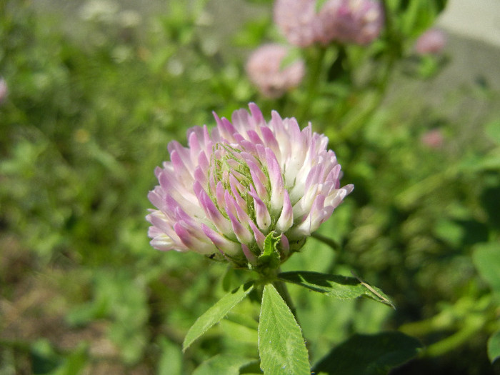 Trifolium pratense (2012, July 03)