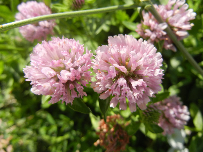 Trifolium pratense (2012, July 03) - Trifolium pratense_Red Clover