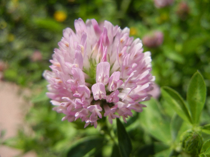 Trifolium pratense (2012, July 03) - Trifolium pratense_Red Clover