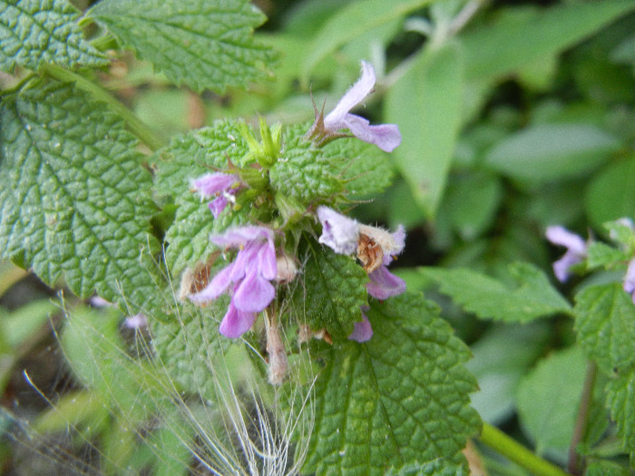 Lamium purpureum (2012, July 01)