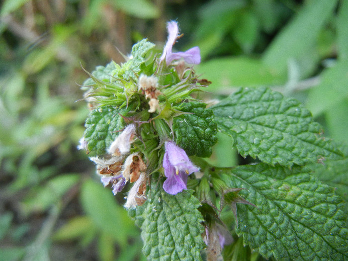 Lamium purpureum (2012, July 01) - Lamium purpureum