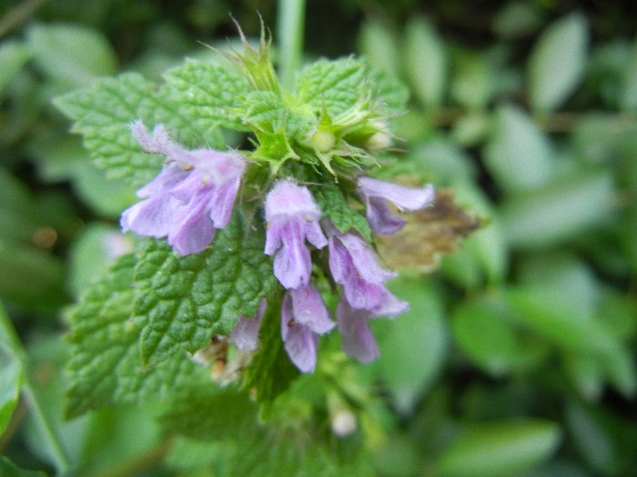 Red Deadnettle (2012, July 01)