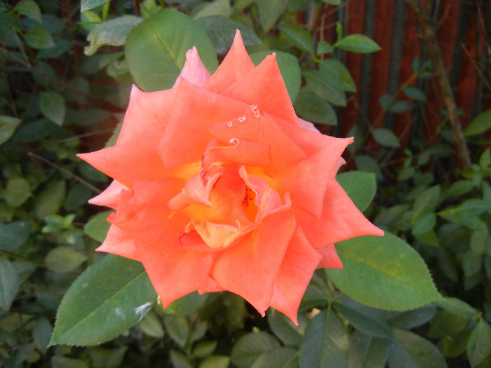 Rose Monica (2012, July 06) - Rose Monica