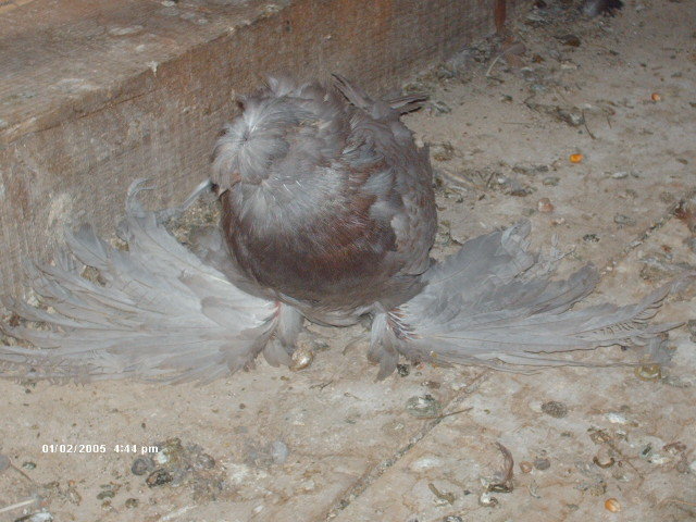 HPIM4341 - pui 2012