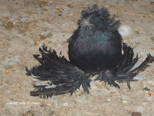 HPIM4343 - pui 2012