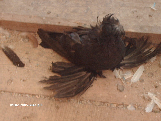 HPIM4345 - pui 2012