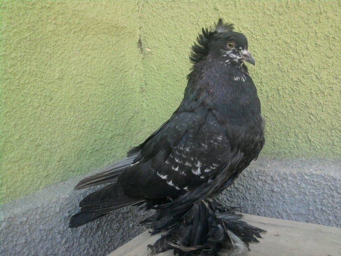 Fotografie5085 - 21-Pui Urias Maghiar 2012