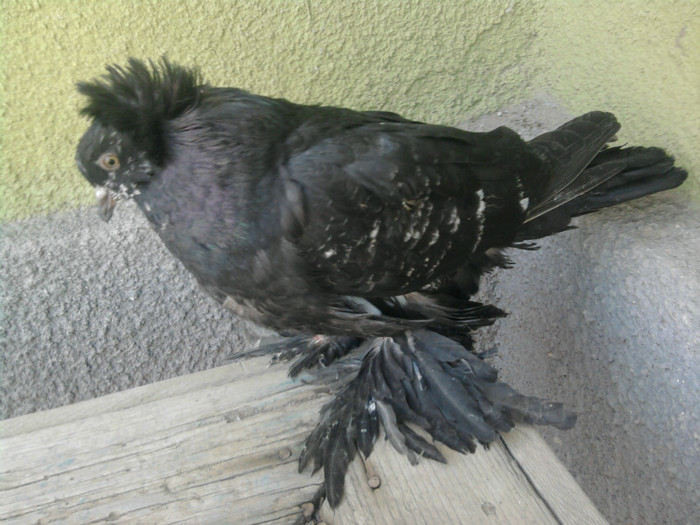 Fotografie5094 - 21-Pui Urias Maghiar 2012