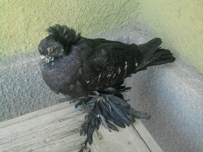 Fotografie5096 - 21-Pui Urias Maghiar 2012