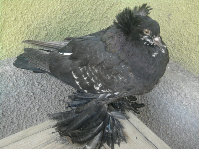 Fotografie5101 - 21-Pui Urias Maghiar 2012