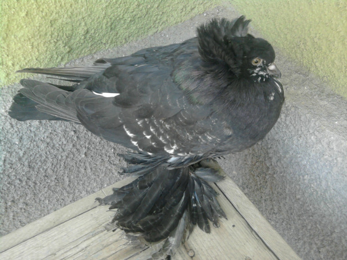 Fotografie5102 - 21-Pui Urias Maghiar 2012