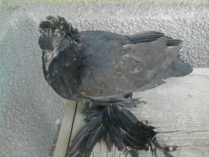 Fotografie5110 - 21-Pui Urias Maghiar 2012