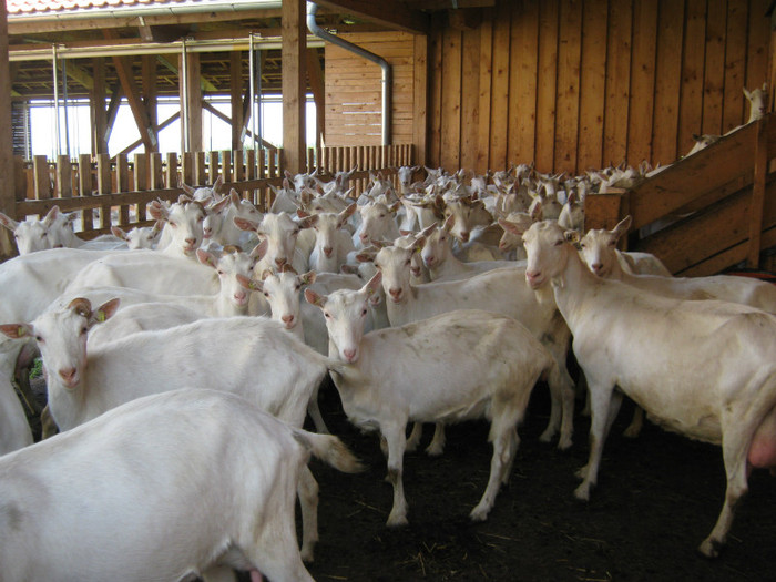 sanne- la licitatie in wels - crescatori de capre -austria ziege farm
