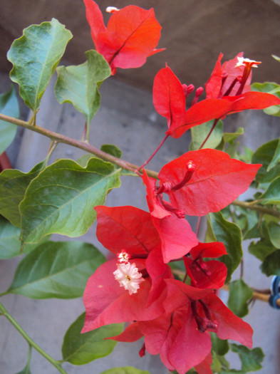 DSC07652 - Bougainvillea- un nou sezon