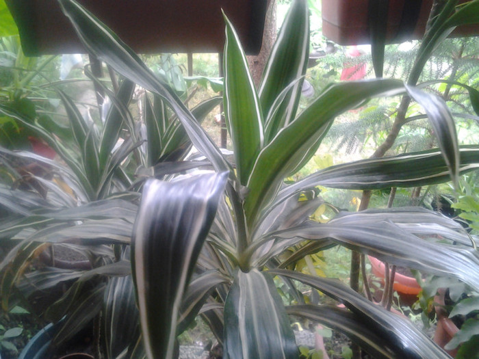 DRACENA 50 CM (30RON)