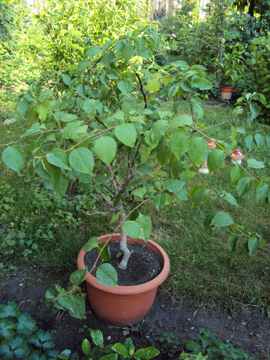 dus in gradina, poate infloreste
