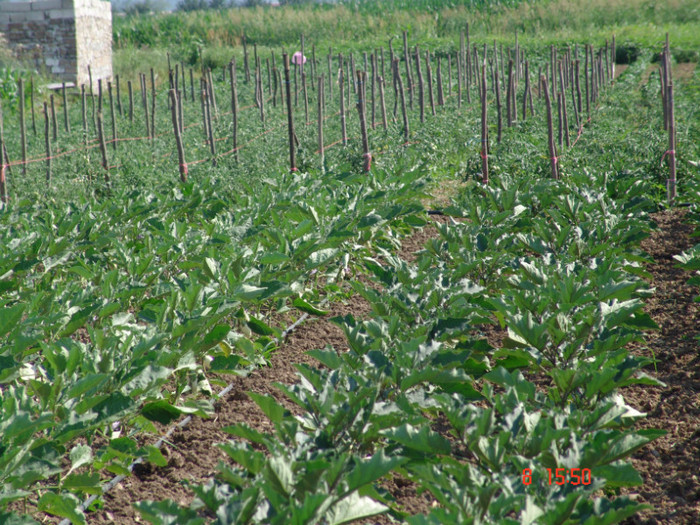 DSC02393 - Gradina de legume 8 Iulie 2012