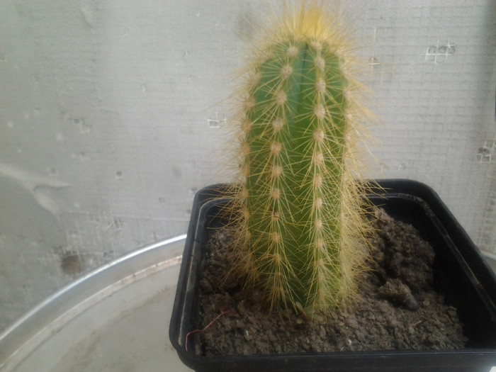 CACTUS(6RON) - disponibile  de vanzare