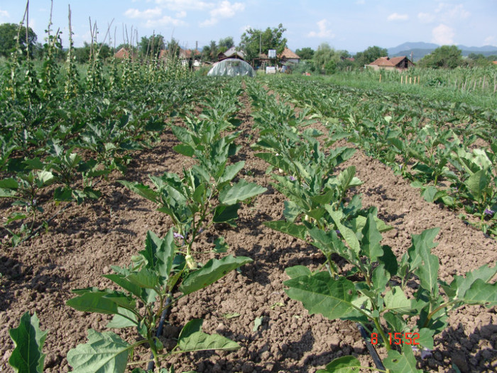 DSC02402 - Gradina de legume 8 Iulie 2012
