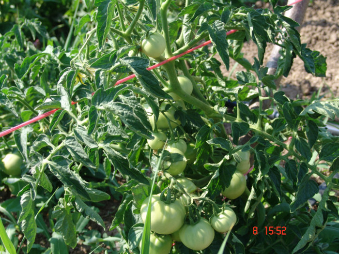 DSC02403 - Gradina de legume 8 Iulie 2012