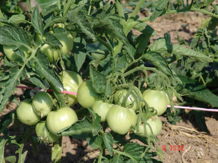 DSC02405 - Gradina de legume 8 Iulie 2012