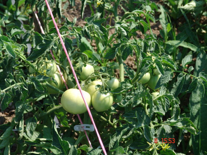 DSC02406 - Gradina de legume 8 Iulie 2012