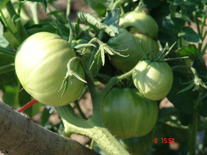 DSC02409 - Gradina de legume 8 Iulie 2012
