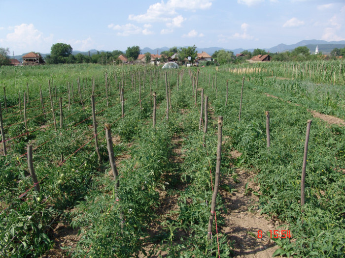 DSC02410 - Gradina de legume 8 Iulie 2012