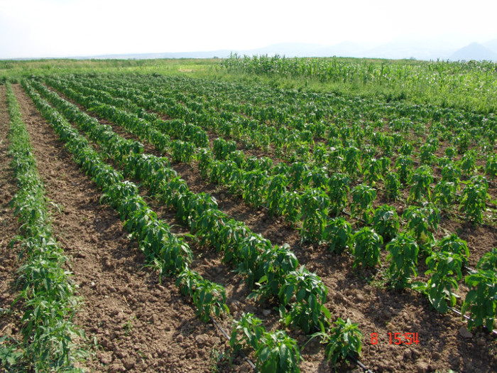 DSC02411 - Gradina de legume 8 Iulie 2012