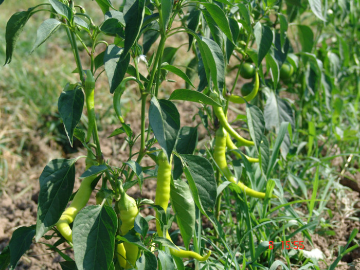 DSC02414 - Gradina de legume 8 Iulie 2012