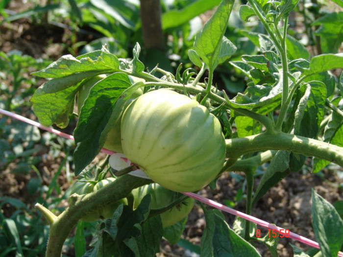 DSC02425 - Gradina de legume 8 Iulie 2012