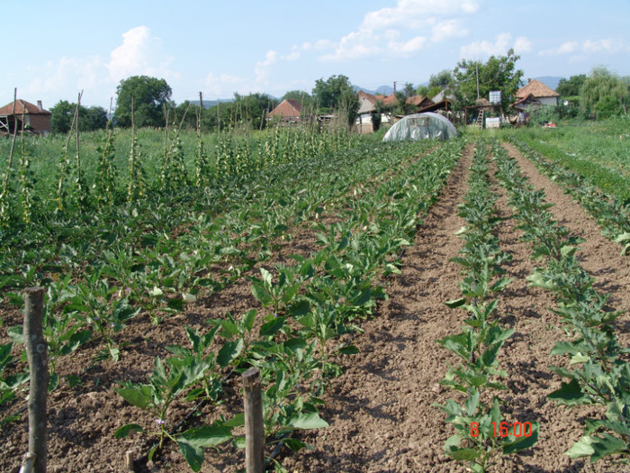 DSC02428 - Gradina de legume 8 Iulie 2012