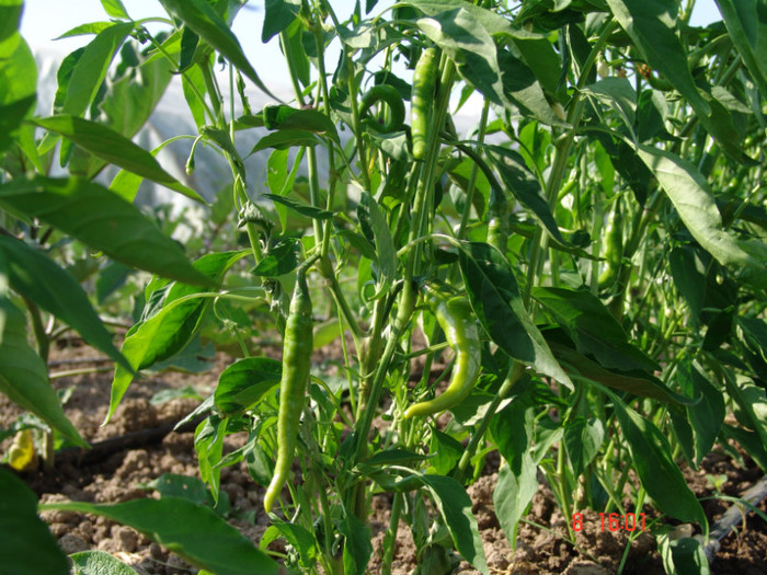 DSC02431 - Gradina de legume 8 Iulie 2012