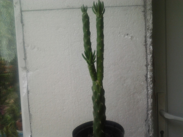 CACTUS(10RON) - disponibile  de vanzare