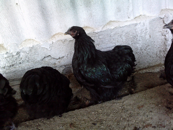 P080712_09.490001 - PUII 2012