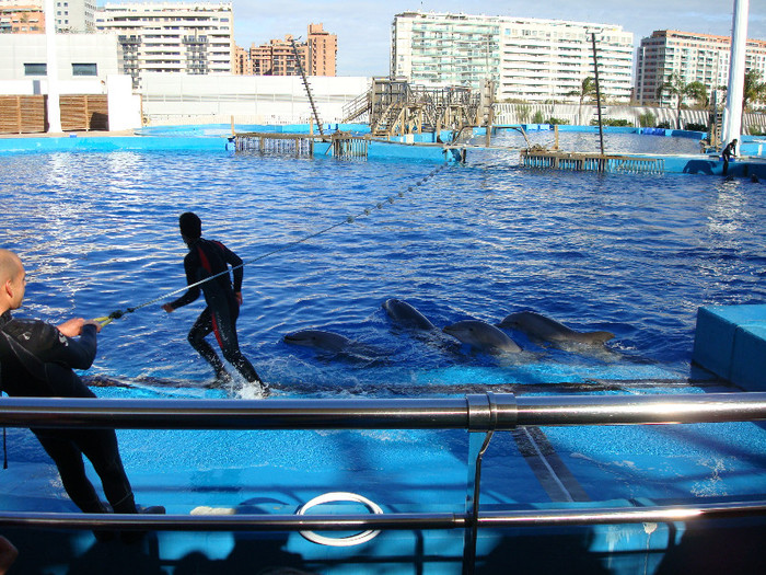 DSC02885 - CALATORIND Valencia-Oceanografic