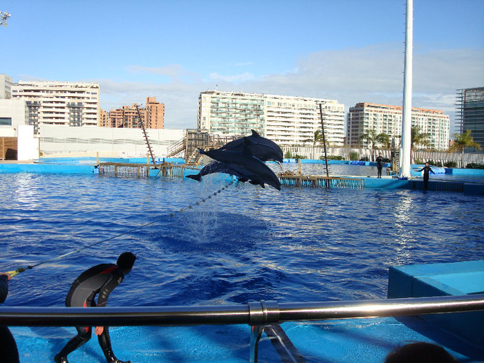 DSC02887 - CALATORIND Valencia-Oceanografic